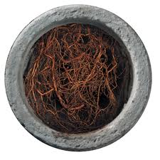 A photograph of roots clogging a sewer drain. 