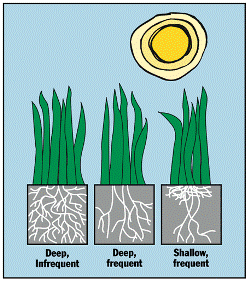 A graphic illustration of plants with roots showing deep infrequent watering, deep frequent watering