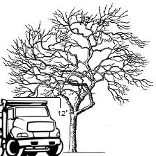 A diagram illustrating how to trim trees.